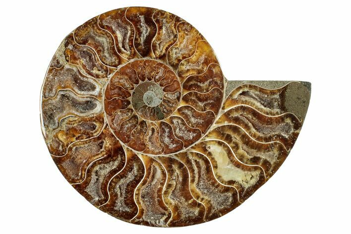 Cut & Polished Ammonite Fossil (Half) - Madagascar #250385